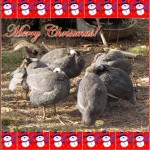 picture of guinea birds