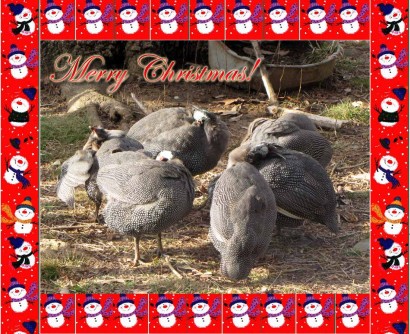 picture of guinea birds