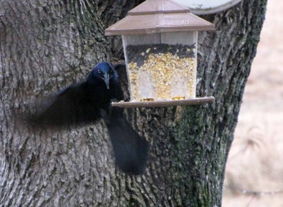 picture of blackbird