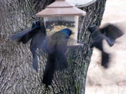 picture of 3 blackbirds