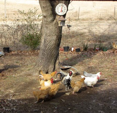 picture of chickens under bird feeder
