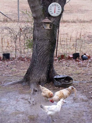 picture of chickens in rain