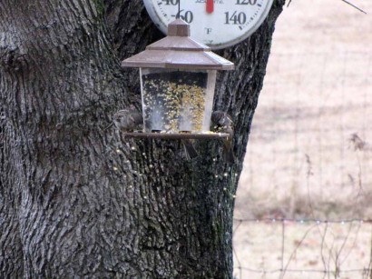 picture of english sparrows at bird feeder