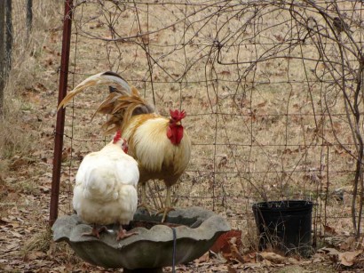 picture of hen and rooster chickens on birdbath