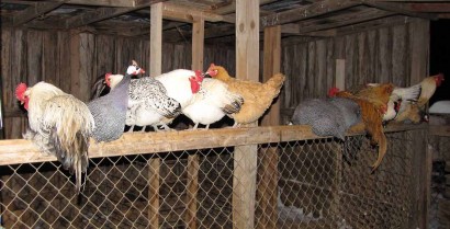 picture of chickens roosting