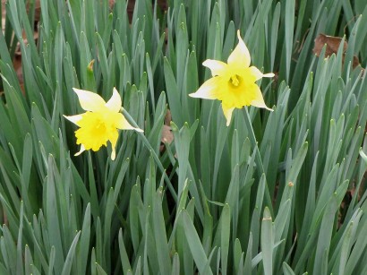 daffodil-blooms picture of daffofil blooms
