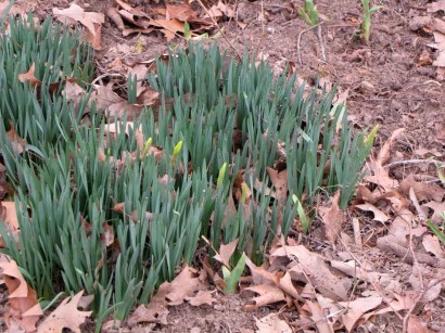 daffodil-buds picture of daffodils coming up