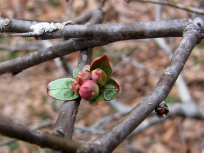 quince-buds picture of buds on quince bush
