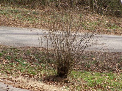 quince-bush picture of leafless quince bush