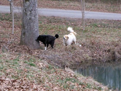 picture of two dogs