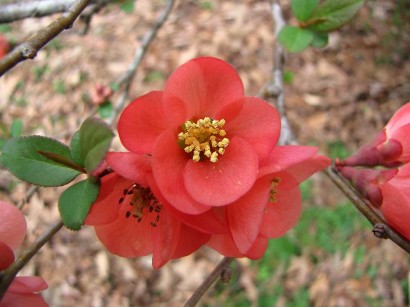 picture close up of quince blooms