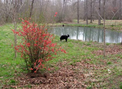 picture of quince bush, farmcollie and pond