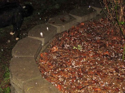 picture of hail on brown leaves