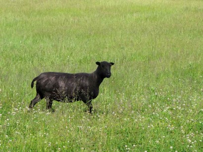 picture of newly sheared black sheep