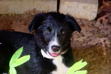 Toby 08-10-04 under porch print farm collie puppy picture