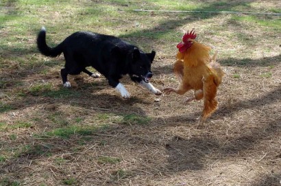 farm-collie-and-rooster-fight dog and rooster fight picture