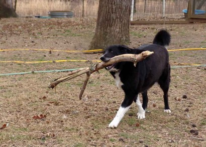 farm-collie-carrying-stick farm collie with big stick picture