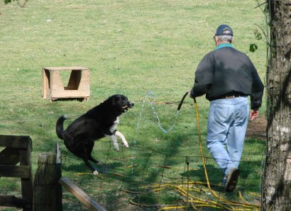 farm-collie-stick-water farm collie picture
