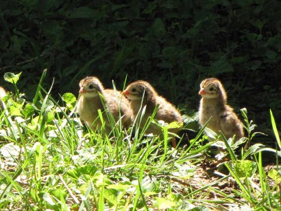 3-guinea-baby-keets baby guinea keets picture