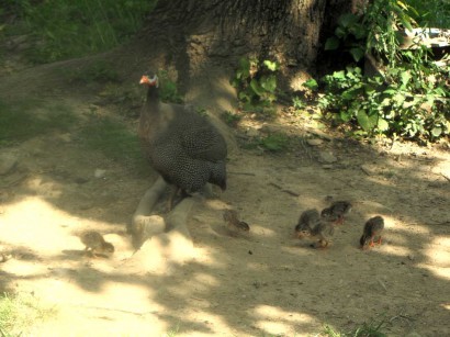 guinea-hen-and-baby-keets picture of guinea hen and baby keets