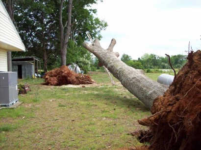 tornado-debris-tree-down tornado aftermath - tree down