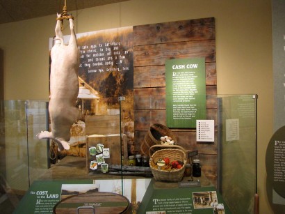 Oconaluftee visitor center cash cow exhibit picture