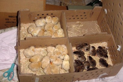 pictures of baby chickens in box