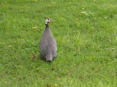 pictures of guinea fowl