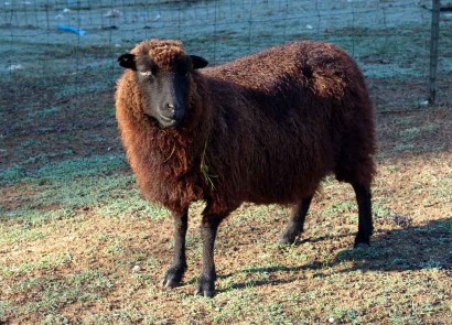 Papaya Shetland sheep ewe
