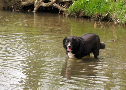 farm-collie-in-creek picture of farm collie