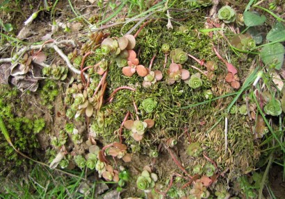 hens&chicks