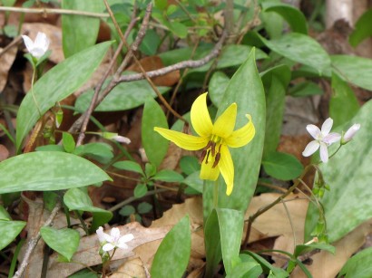 Trout Lily (Erythronium americanum) picture of trout lily