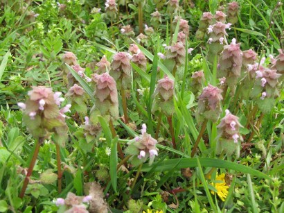wildflower