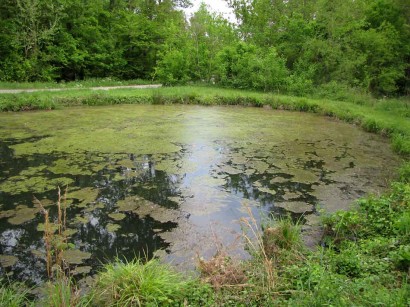 algae-dying-on-pond pic of algae on pond