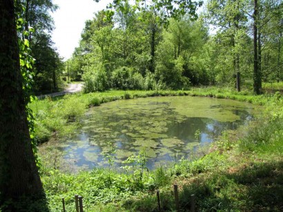 algae-pond