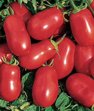 picture of Roma Tomatoes