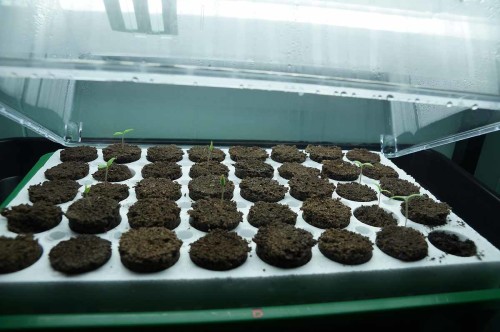 Picture of seedlings