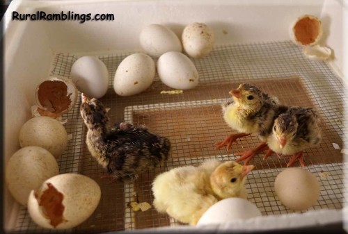 picture of newly hatched turkeys