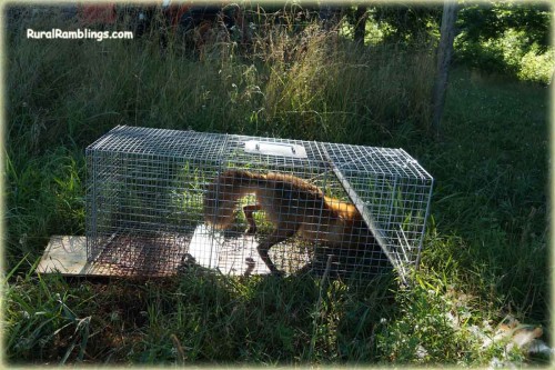 red fox in cage