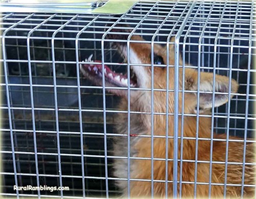 red fox with sharp teeth