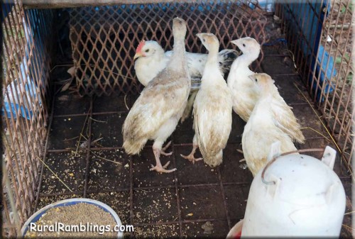 picture of turkey teens