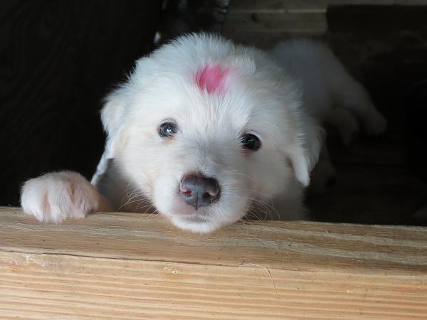 image of Maremma pup
