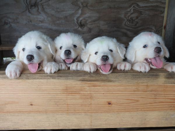 picture of Maremma pups