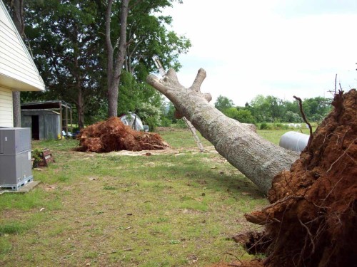 tornado aftermath - tree down