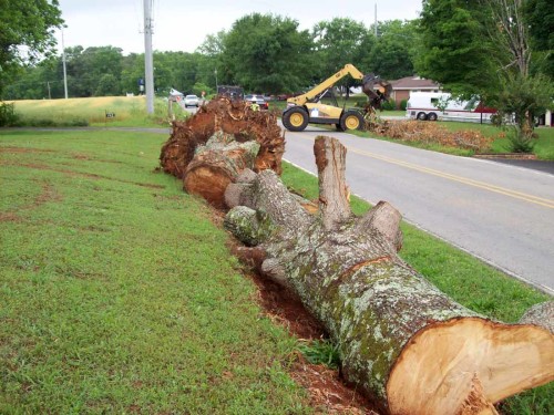tornado aftermath - tree in ditch